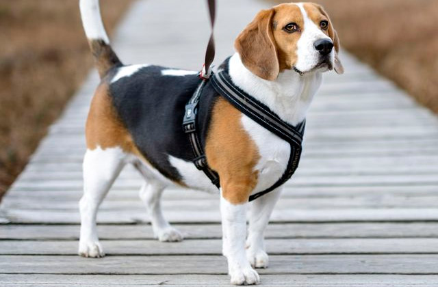 Best Dog Harnesses  