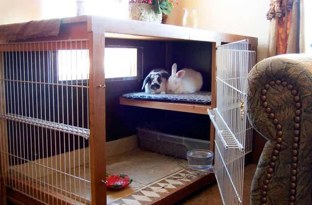 Comparison of Indoor Rabbit Cages